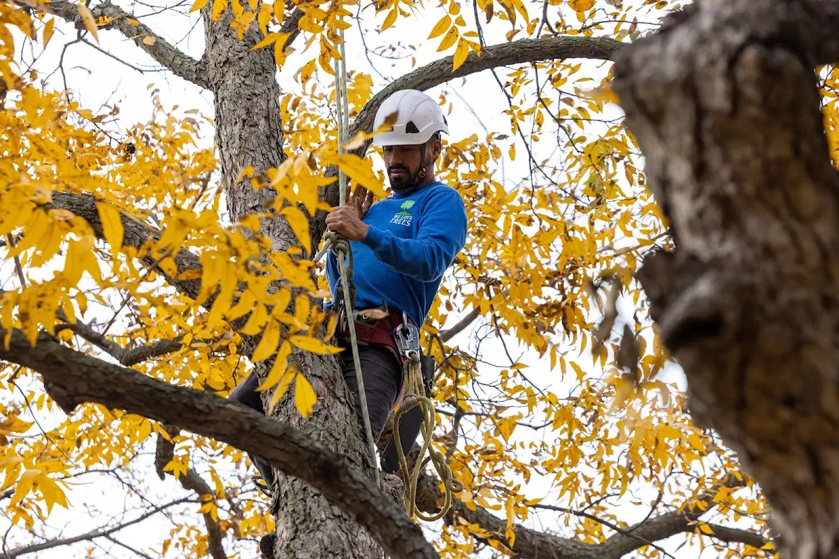 Skilled Tree Planting crew working in Mayslick